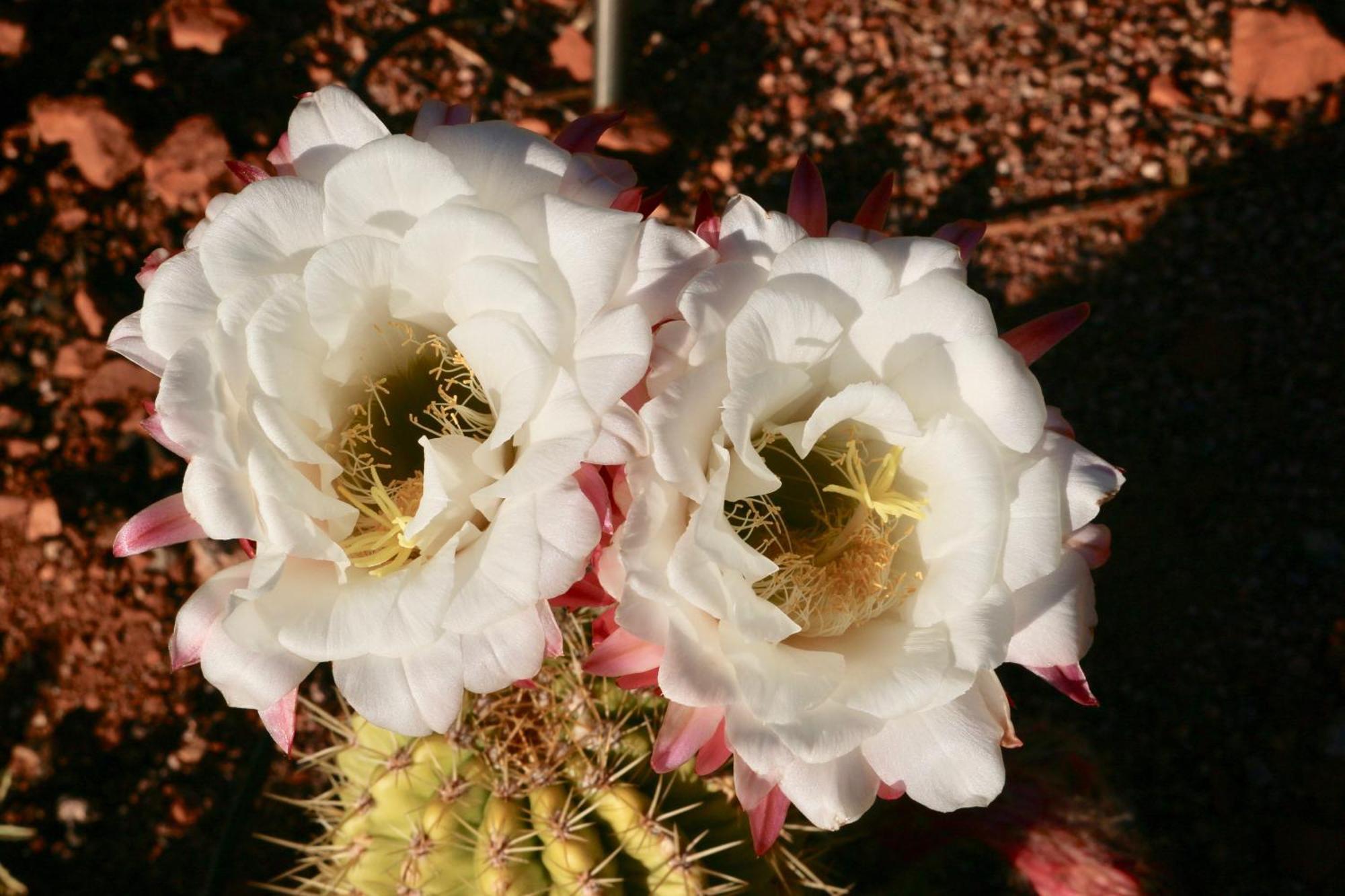 Cathedral Casita At Sedona Cathedral Hideaway Llc别墅 外观 照片